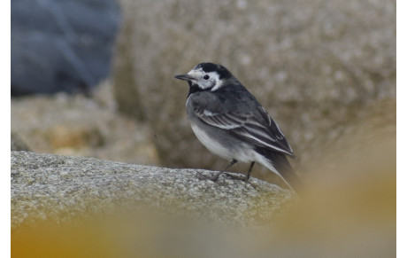 Photographe absent le mercredi 28 févier... donc pas de photos cette semaine.